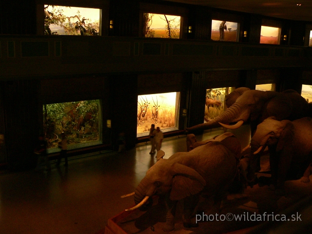 Picture 167.jpg - Two floors with 28 of famous dioramas with mounted specimens of african mammals, other animals and probably the best immitations of different african habitats with corresponding species of animals in the world.